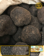 La Belle truffe noire fraîche, Tuber melanosporum (brossée)