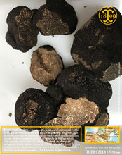 Les truffes sont taillées pour en connaître leur maturité car elle ne sont pas toute uniforme bien que nous soyons dans la meilleure saison pour la récolte. En effet, en novembre et décembre, la melano est encore blanche ou brune. Thiercelin