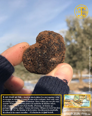 Belle truffe noire fraîche melanosporum origine France - recette facile –  Thiercelin - La Santé vous va si Bien®