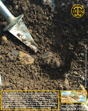 La Belle truffe noire fraîche, Tuber melanosporum (brossée)