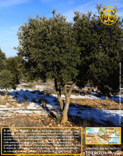 La Belle truffe noire fraîche, Tuber melanosporum (brossée)