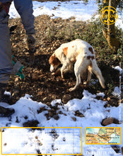 La Belle truffe noire fraîche, Tuber melanosporum (brossée)