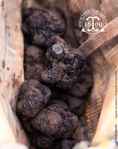 La Belle truffe noire fraîche, Tuber melanosporum, la récolte du jour non brossée. Thiercelin
