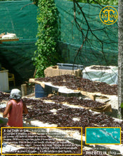 Les gousses sont étalées au soleil…