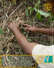 Vanille Bourbon Givrée, gousses noires non fendues