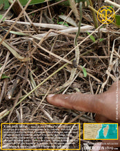 Vanille Bourbon, gousses noires fendues