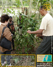 Vanille Bourbon, gousses noires fendues