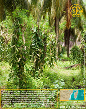 Vanille Bourbon Givrée, gousses noires non fendues