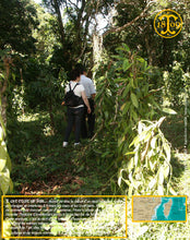 Vanille Bourbon Givrée, gousses noires non fendues