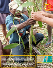 Vanille Bourbon, gousses noires fendues