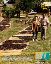 Vanille Bourbon, gousses noires fendues