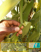 Vanille Bourbon, gousses noires non fendues, 20/22 cm