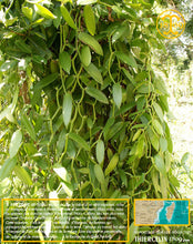 Vanille Bourbon, gousses noires fendues