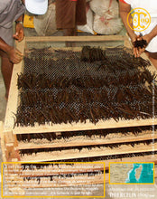 Vanille Bourbon, gousses noires fendues