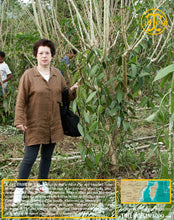 Vanille Bourbon, gousses noires fendues