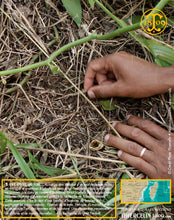 Vanille Bourbon, gousses noires fendues