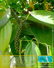 Poivre noir de Vanuatu, baies séchées