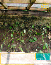 Poivre noir de Vanuatu, baies séchées