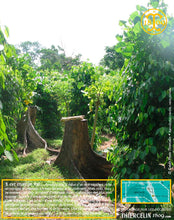 Poivre noir de Vanuatu, baies séchées