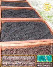 Poivre noir de Vanuatu, baies séchées