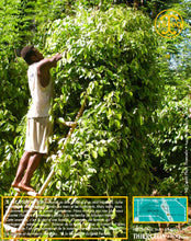 Poivre noir de Vanuatu, baies séchées